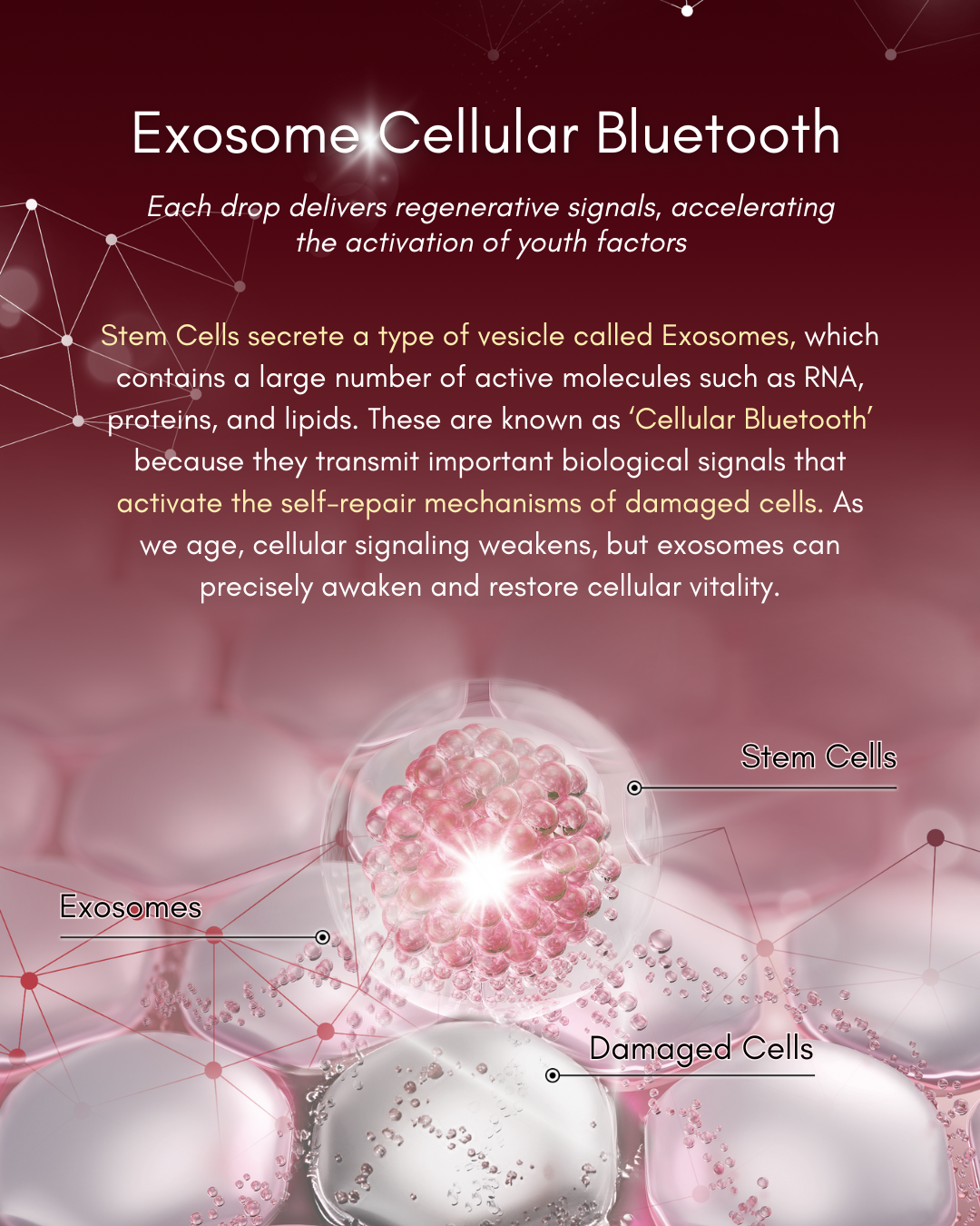 COCOLO Excell Secret Elixir